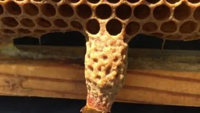 Graft-Free Queens Rearing: Morris Ostrofsky
