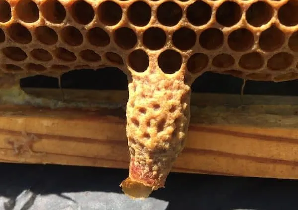 Graft-Free Queens Rearing: Morris Ostrofsky