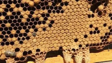 what should you know about Swarm cell method