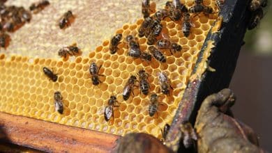 The Fascinating World of Honey Bee Hive