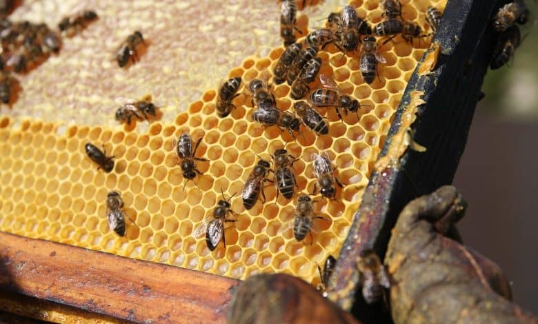 The Fascinating World of Honey Bee Hive