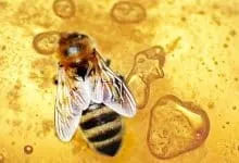 honey bee healthy