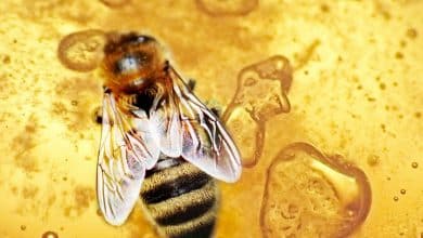 honey bee healthy