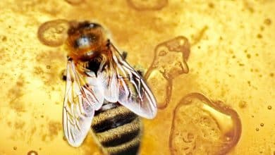 honey bee healthy