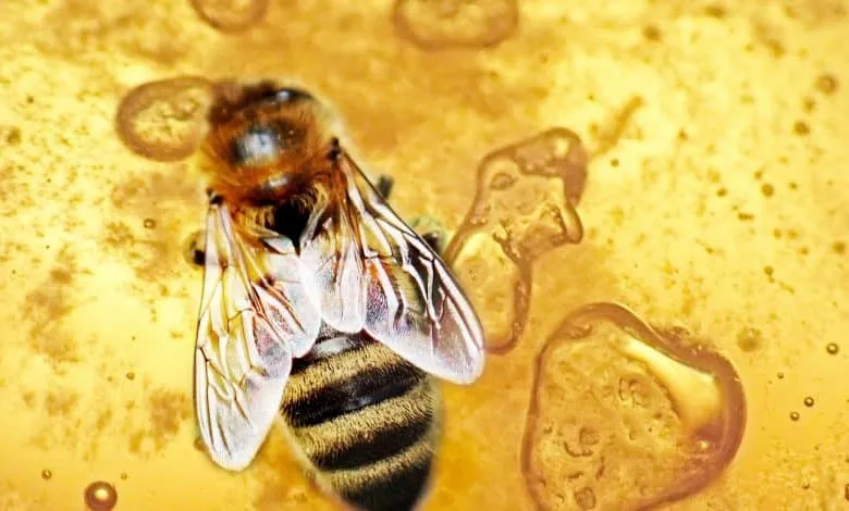 honey bee healthy