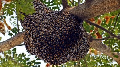 wild honey bee hive