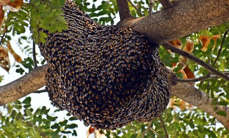 wild honey bee hive