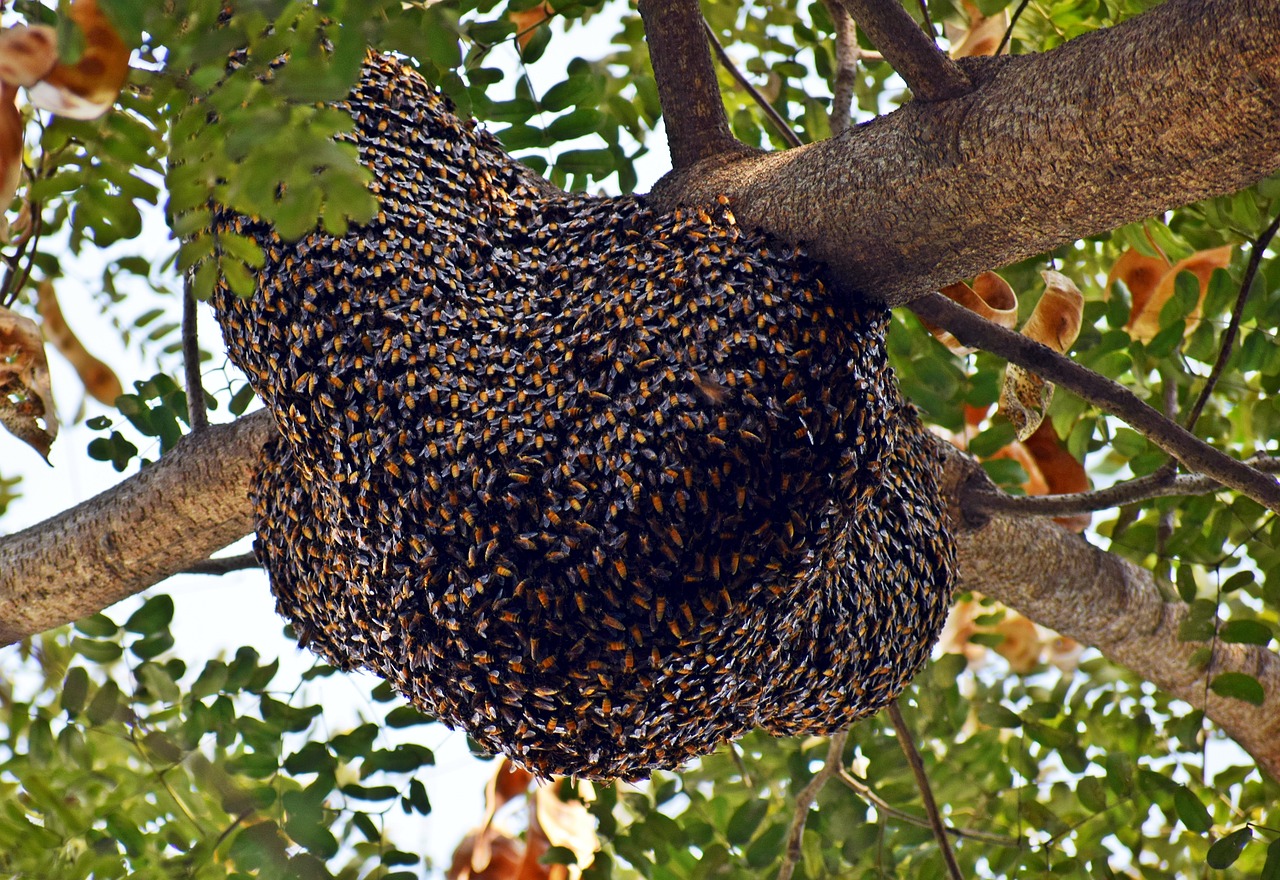 Wild Honey Bee Hive Bees Partners Beekeeping Honey And Propolis 