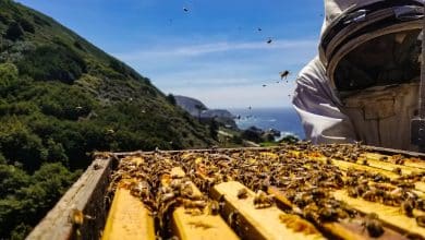 natural honey bee hive