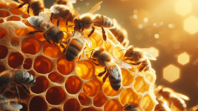 honey bee treatment