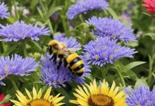 what flowers have nectar for bees