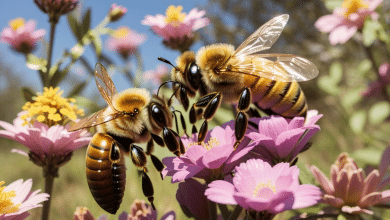 Your Guide to Buying a Queen Bee