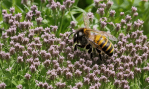 what flowers have nectar for bees