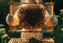 How Mated Queen Bees Influence Hive Population