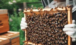 How Mated Queen Bees Influence Hive Population Beekeeper's Management Practices for Optimizing Mated Queen Bee Performance