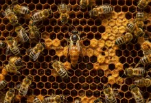 Queen Bee: The Backbone of the Hive