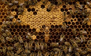 The Role of a Queen Bee Why Investing in Quality Matters The Role of a Queen Bee Why Investing in Quality Matters