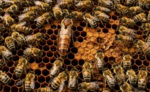 The Role of a Queen Bee Why Investing in Quality Matters Investing in Quality: Building a Strong Foundation