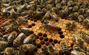 The Role of a Queen Bee Why Investing in Quality Matters The Queen Bee Mentality in Business