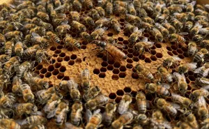 The Role of a Queen Bee Why Investing in Quality Matters Nurturing Success: Quality Strategies