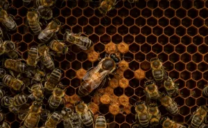 The Role of a Queen Bee Why Investing in Quality Matters The Ripple Effect: Quality Investment Beyond Profit