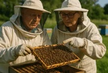 Exploring Different Breeds Which Queen Bee Is Right for You?