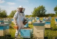 Complete beginners beekeeping guide denmark 2025