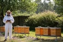 Best Hive Layout Ideas for Small Apiaries