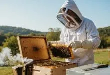 How To Inspect Bee Hive Safely A Beginner’s Guide