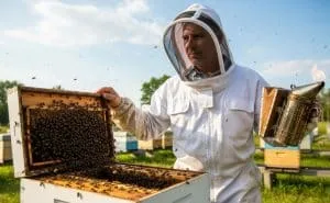 How To Inspect Bee Hive Safely A Beginner’s Guide Handling Challenging Situations