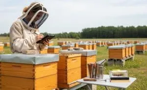 How To Inspect Bee Hive Safely A Beginner’s Guide Post-Inspection Procedures